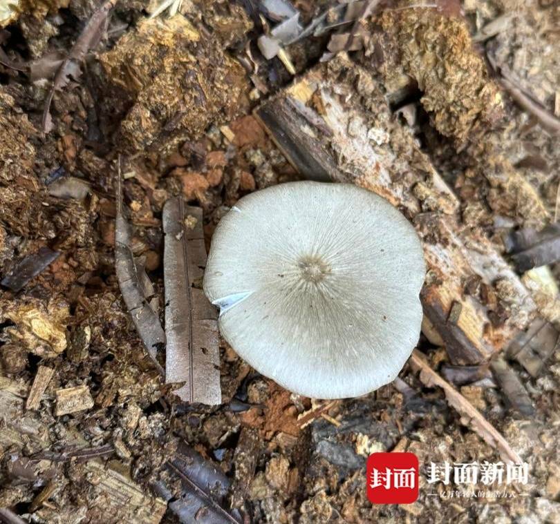 怎么注册皇冠信用盘_价格腰斩怎么注册皇冠信用盘！四川人即将实现鸡枞菌自由