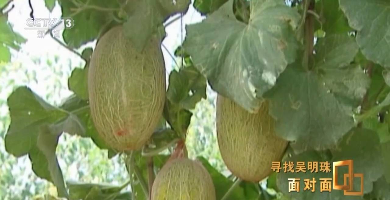 皇冠信用网出租足球_面对面丨中国人的吃瓜自由要感谢她皇冠信用网出租足球！吴明珠说她的一生就是结几个好瓜献给人民