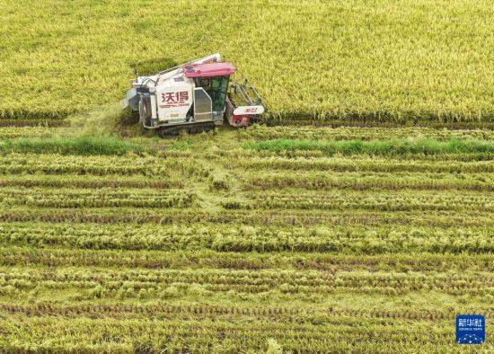 皇冠信用开户_立秋农事正当忙