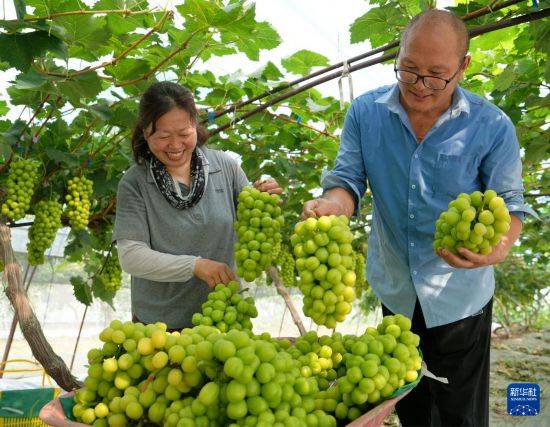 皇冠信用开户_立秋农事正当忙