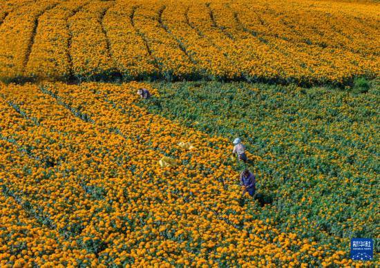 皇冠信用开户_立秋农事正当忙