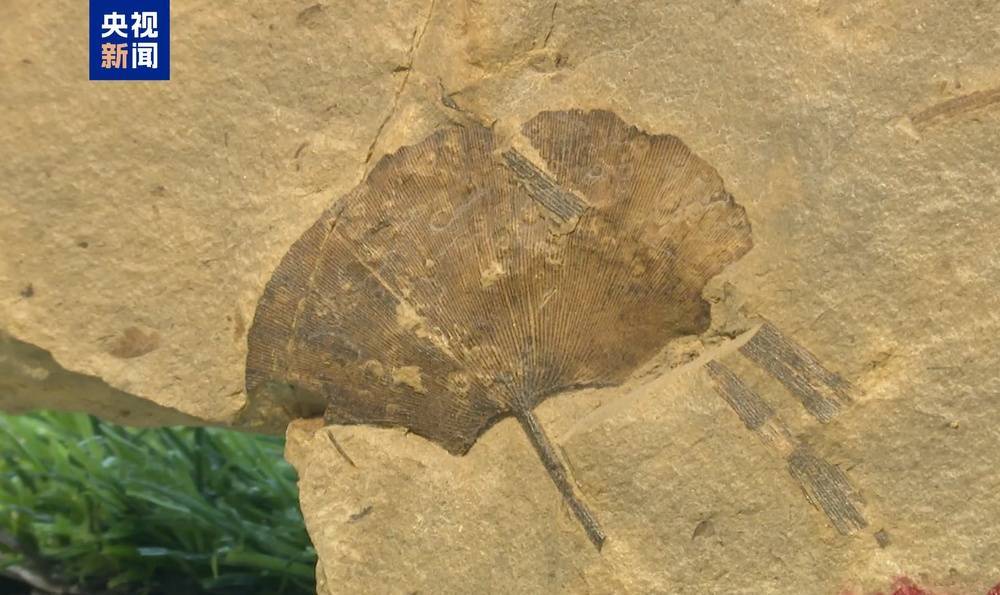 皇冠信用网最高占成_距今约2.8亿年皇冠信用网最高占成！山西阳泉矿区发现远古银杏化石