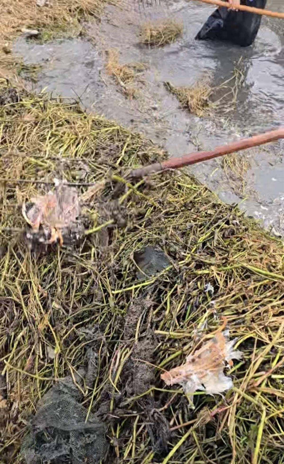 苏格兰超级联赛_大鹅主人抽水追凶最新进展来了：深刨半米淤泥啥也不见苏格兰超级联赛，或因厚草盖顶溺亡